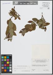 Foto von Salix appendiculata Vill.